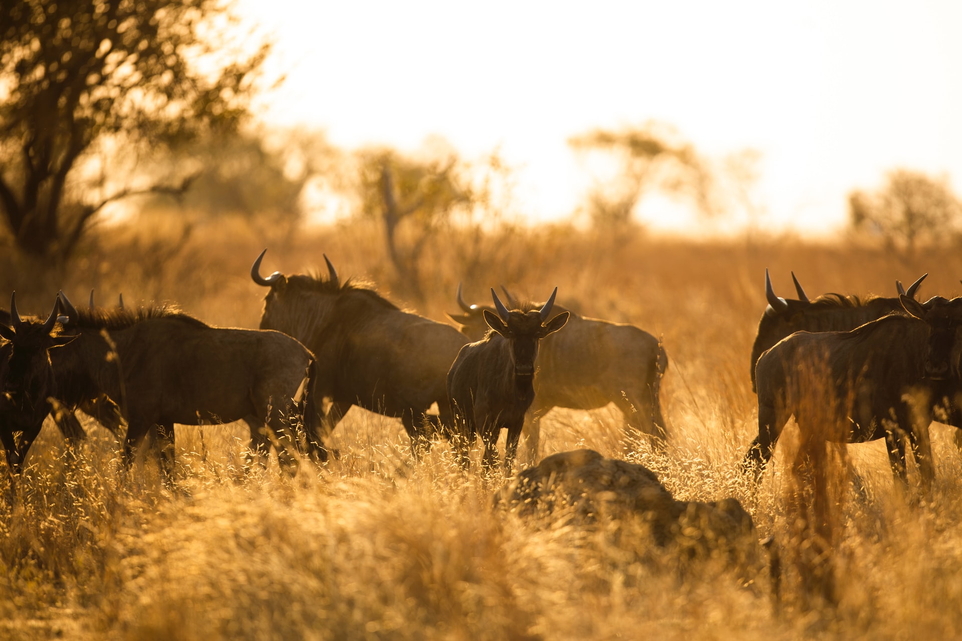 Best time to witness wildebeest Migration 
